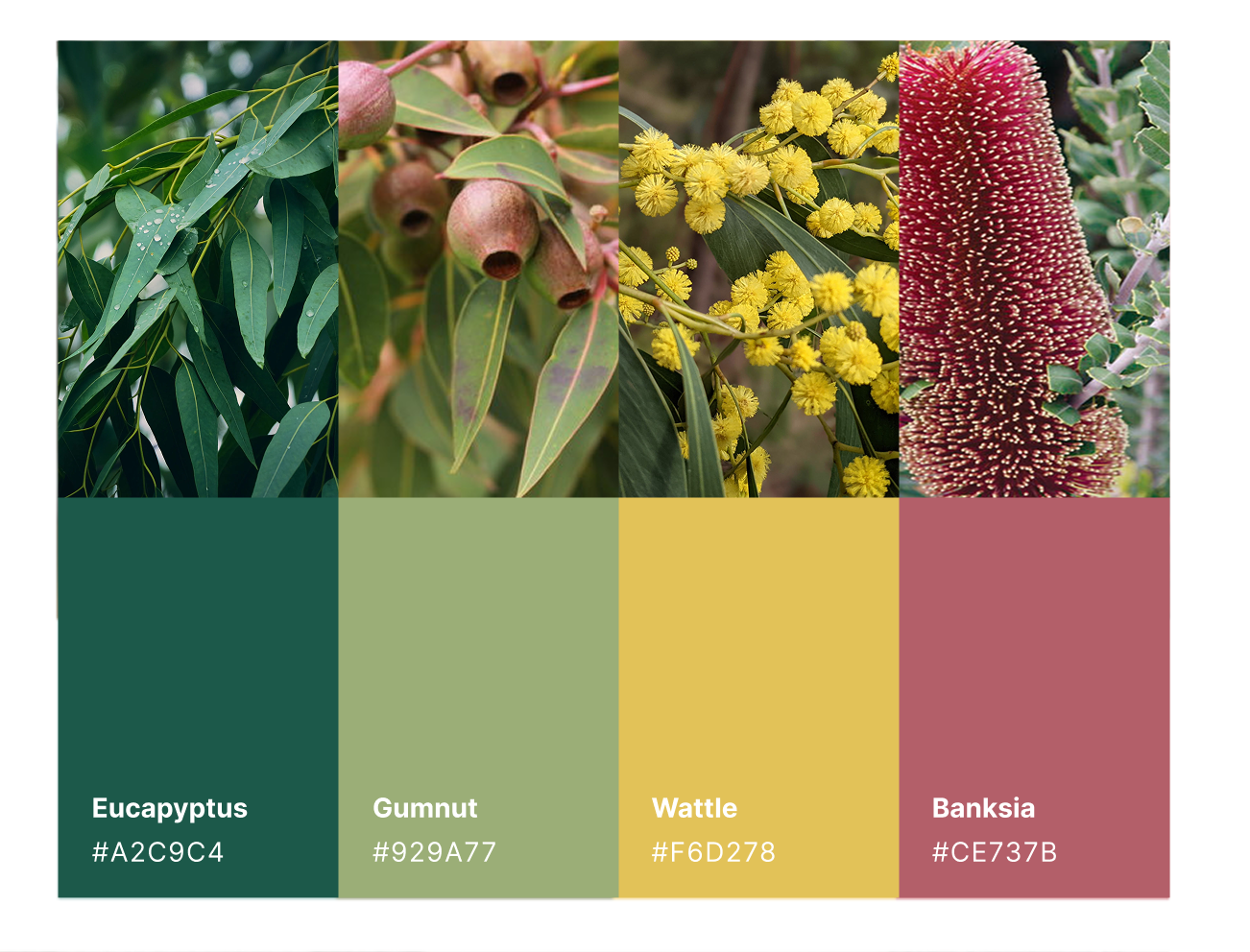 Branding services by Studio Web Design