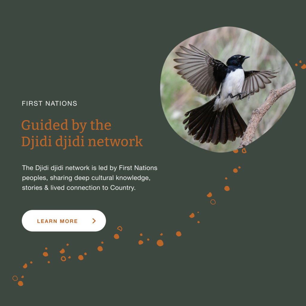 The Djidi djidi network plays a key role in guiding how forests are cared for across Australia, sharing knowledge and practice between communities