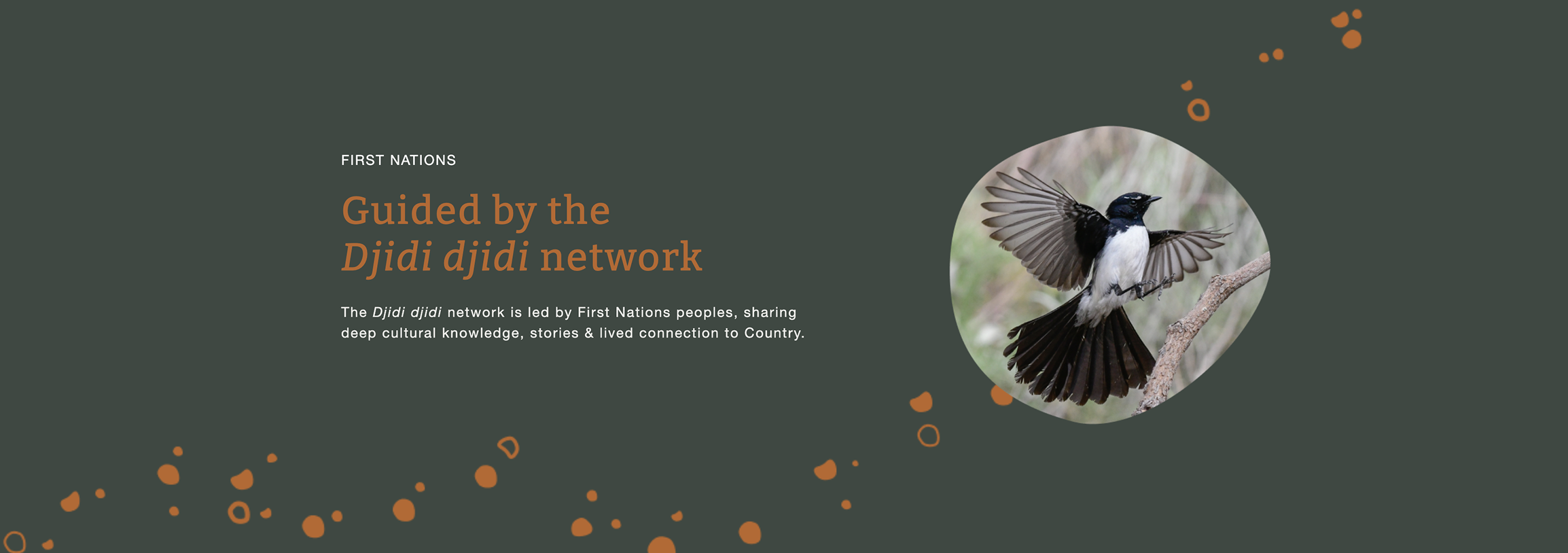 Digital branding for the Healthy Forests Foundation, an Australian not-for-profit organisation